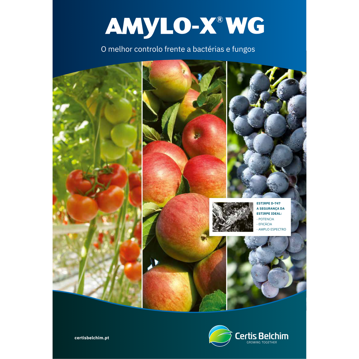 Amylo-X® WG | 1 KG