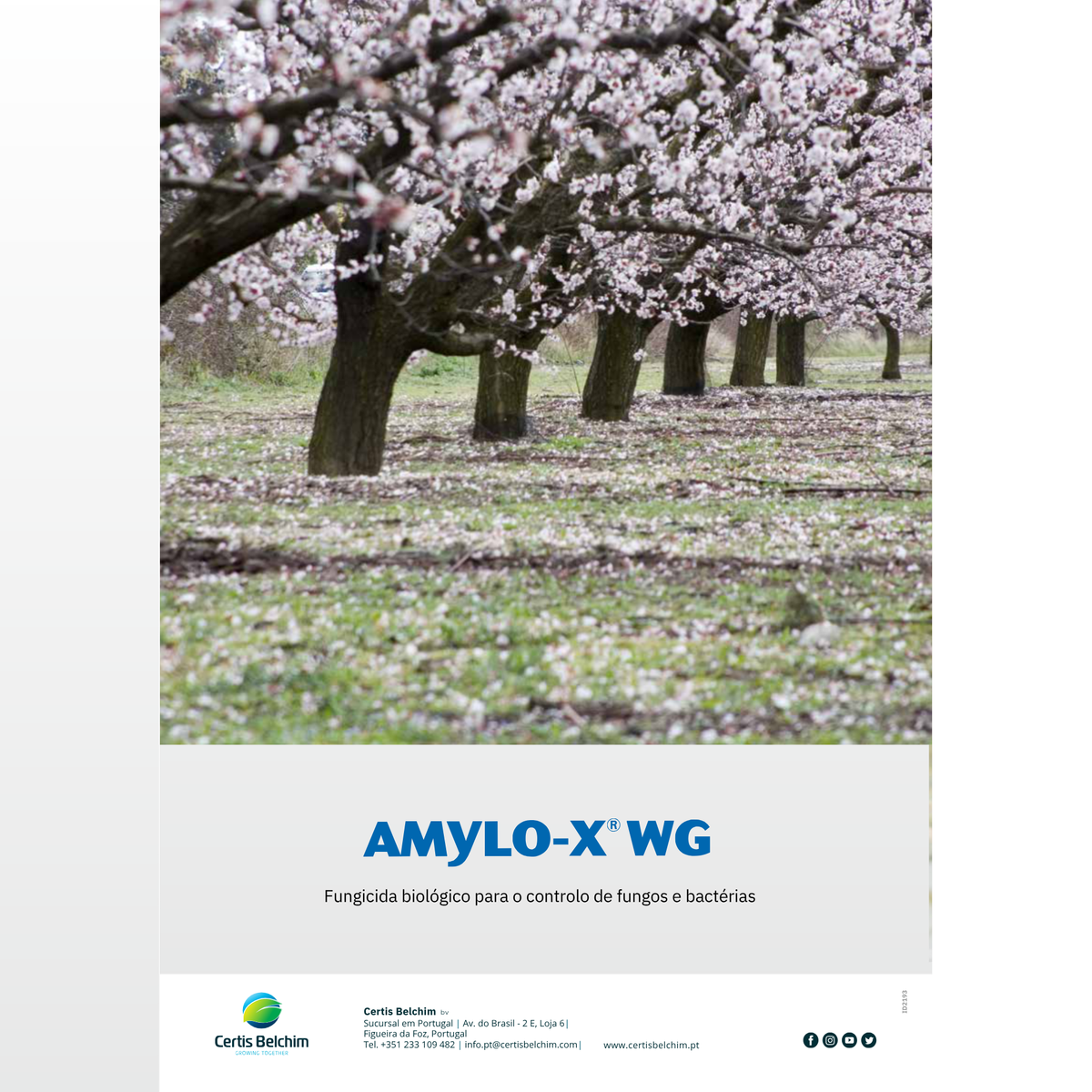 Amylo-X® WG | 1 KG
